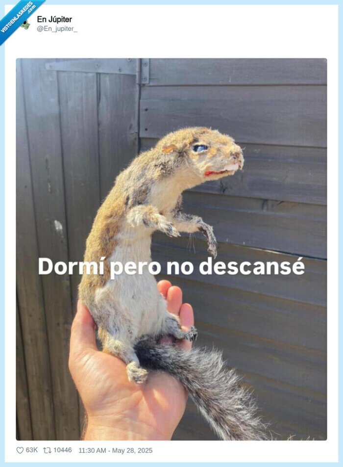 dormir,descansar,ardilla