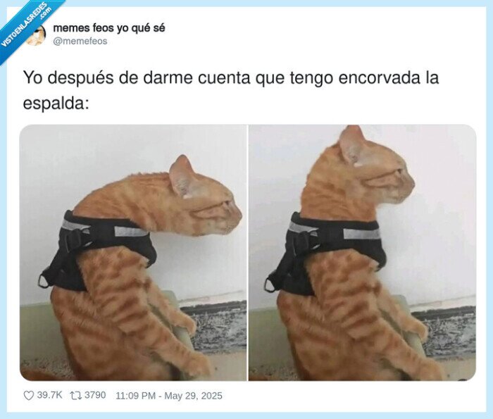 encorvada,espalda,gato