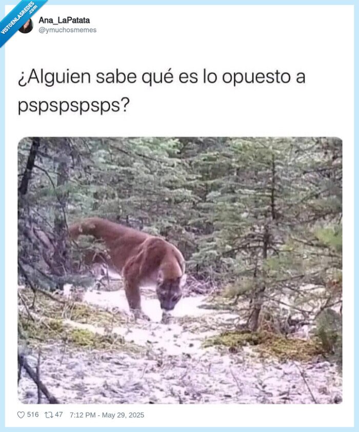 puma,miedo,pspsps,ahuyentar