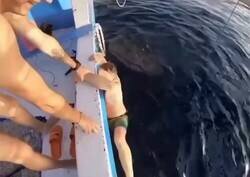 Enlace a De todos los horrores que existen en el océano, se le acercó la criatura más inofensiva del mar e igual se cagó encima