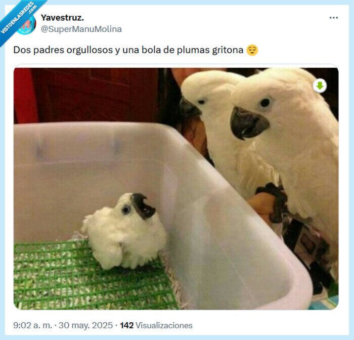 pájaros,bola,plumas