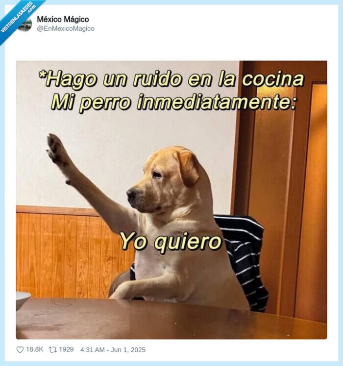 perro,comida,hambre,cocina