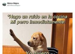 Enlace a No se pierde una