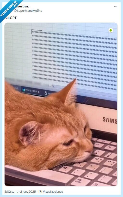 gato,chatgpt