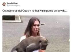 Enlace a Escandalizada es poco, por @JohnMcClanebcn