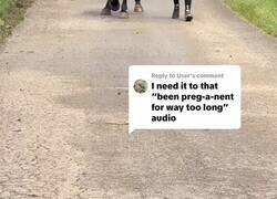 Enlace a Nunca había visto un caballo embarazado y es como raro