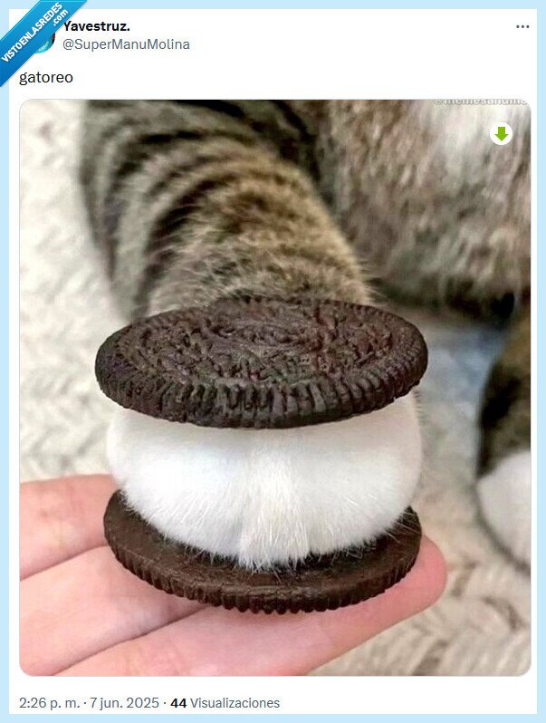 oreo,gato