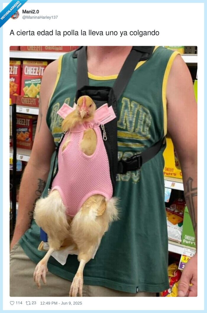 colgando,gallina,poIIo,edad