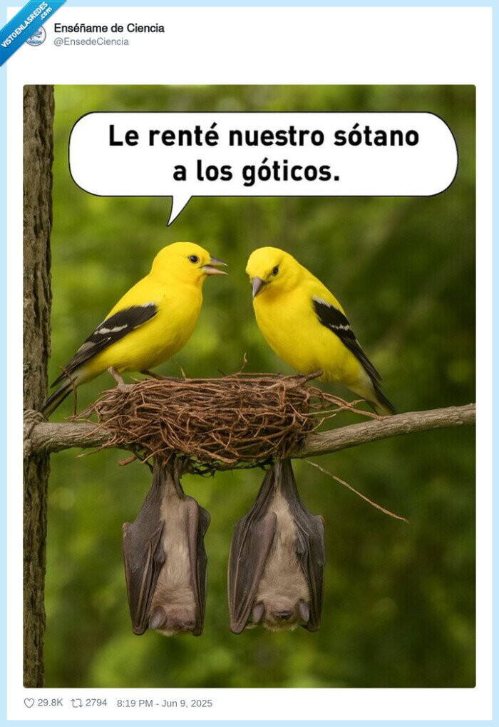 pajaros,nido,murcielagos,alquilar