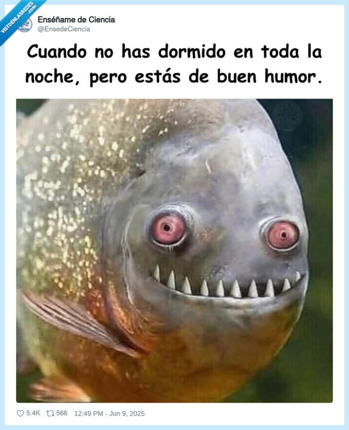 pez,dormir,buen humor