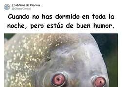 Enlace a No se le ve muy fresco, no