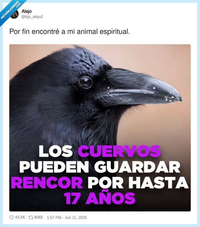 animal,cuervo,rencor,guardar