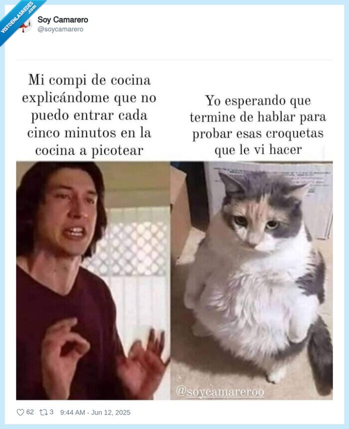 croquetas,comida,gato,esperar