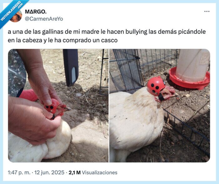 picar,gallinas,bullying,comprado,cabeza
