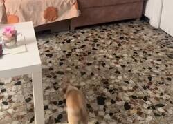 Enlace a Perrete sordo es avisado por su colega cuando llega el dueño a casa