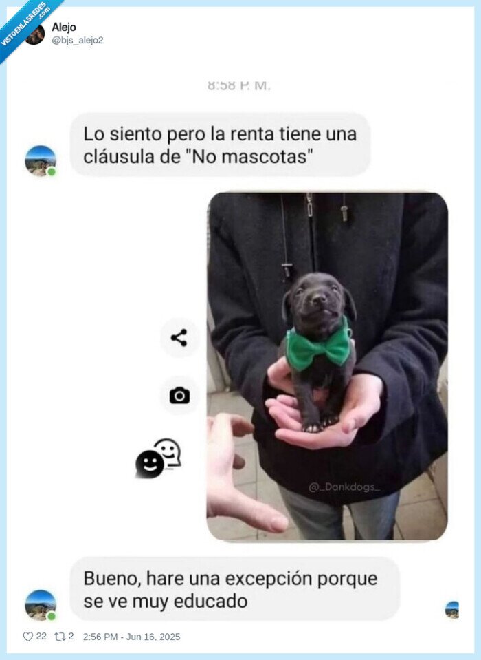 perro,educado,excepción,alquiler