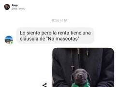 Enlace a Yo creo que el casero ha hecho bien