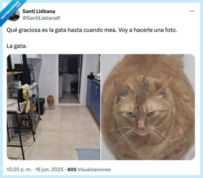 graciosa,foto,meando,gata