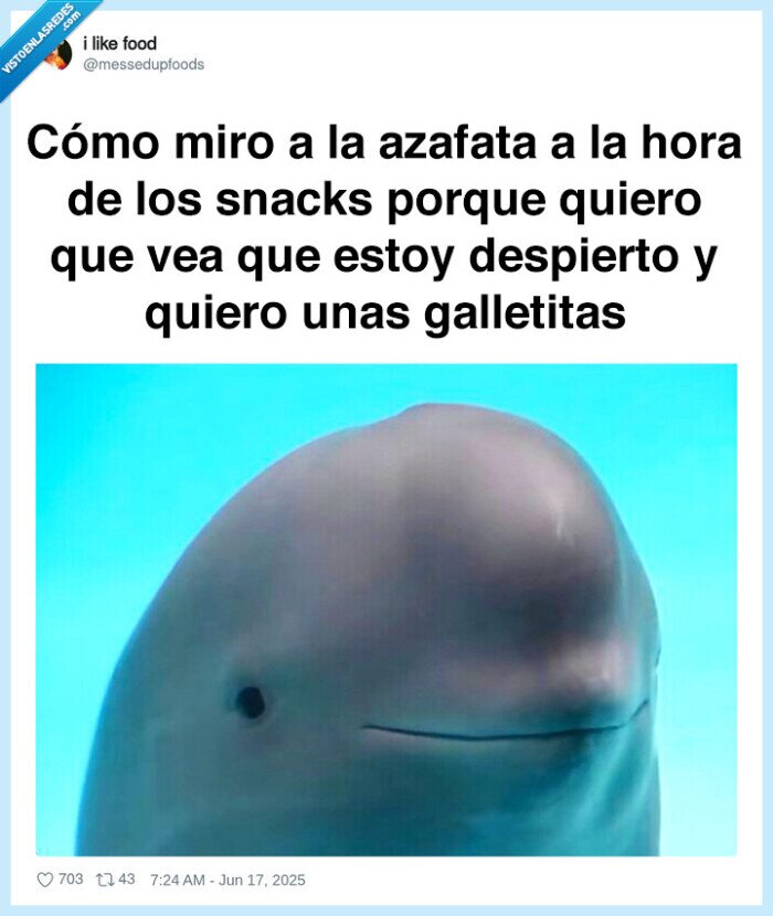 ballena,beluga,avion,azafata,snack