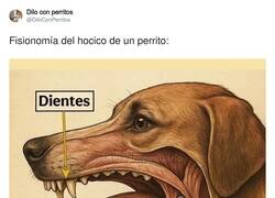 Enlace a El muelle es automático, por @DiloConPerritos