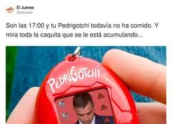 Enlace a Pon un Pedrigotchi en tu vida, por @eljueves