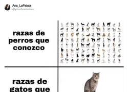 Enlace a Gatos son gatos y punto