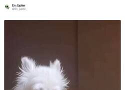 Enlace a Unas horillas más y a descansar el finde, por @En_jupiter_