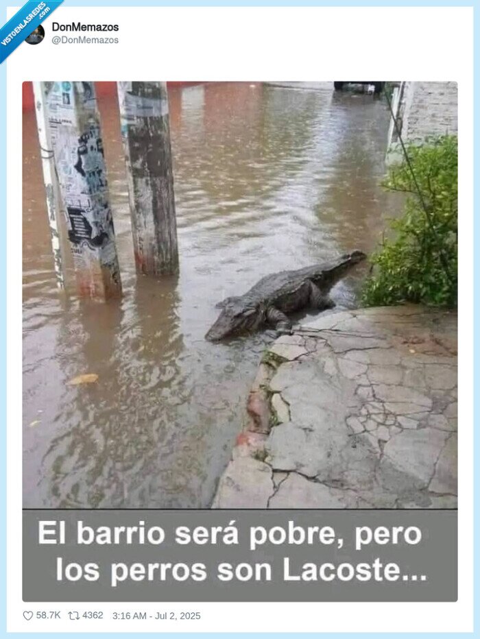 pobre,barrio,lacoste,cocodrilo