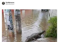 Enlace a Nivelazo de perros, por @DonMemazos