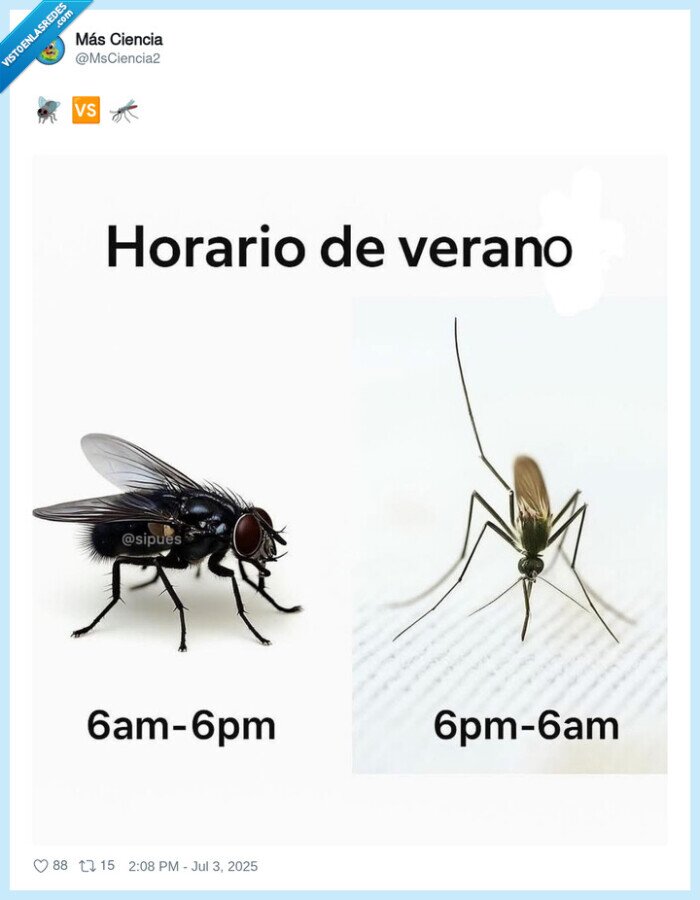 verano,mosquitos,moscas
