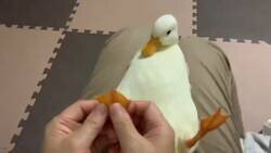 Enlace a Hoy no verás nada más cuqui que un masaje de pies a un patito