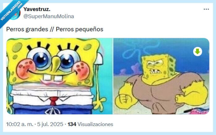 perros,grandes,pequeños,bob esponja