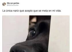 Enlace a Y tampoco abuses, por @DiloConPerritos