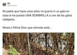 Enlace a Muy fan del gato marqués, Feline Dion, por @ChimmyKai