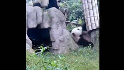 Enlace a Nadie entiende cómo los osos panda han podido sobrevivir tantos años con lo tontos que son