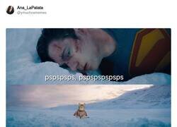 Enlace a Así es mi gato, por @ymuchosmemes