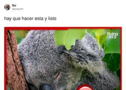 Enlace a Mucho por aprender de los koalas, por @palanttt