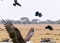 Enlace a Cuando vas a por la comida equivocada, por @AnimalNmlfckng