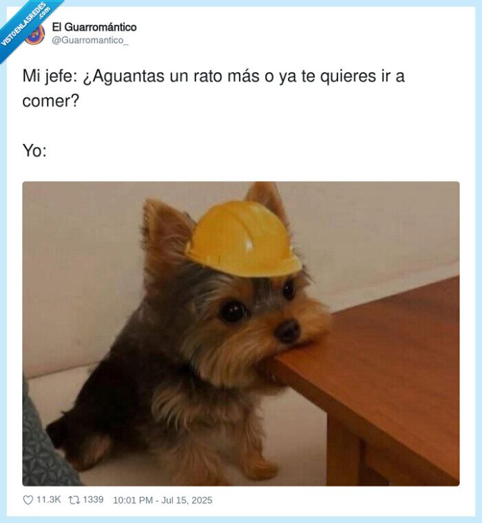 aguantar,comer,jefe,rato