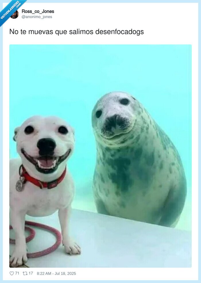 desenfocadogs,foca,perro