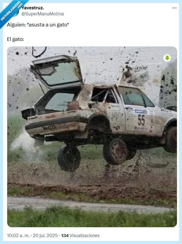 gato,asustar,explosión