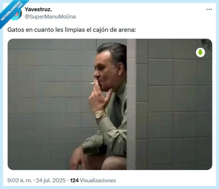 arena,caja,gato,cagar