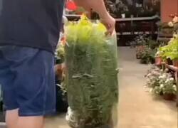 Enlace a Fabulous, por @EIRancheroLoco