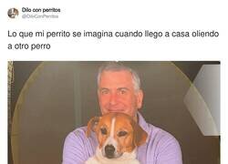 Enlace a Ay pobre, por @DiloConPerritos