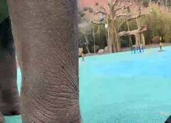 Enlace a Elefantes más inteligentes que muchos humanos, por @InformaCosmos