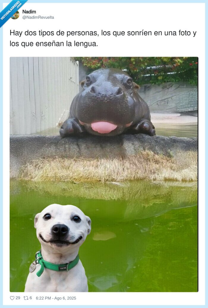 personas,sonreír,perro,lengua,cara