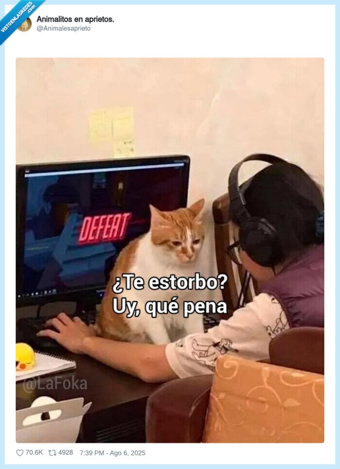 gatos,molestar,estorbar