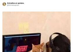 Enlace a Se la suda todo, por @Animalesaprieto