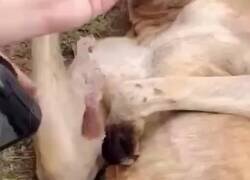 Enlace a Canguro se hace el medio muerto para que los turistas lo mimen