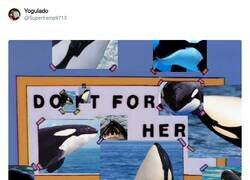 Enlace a Orca Gladys, haz lo tuyo, por @Supertramp9713